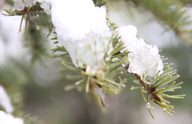 雪松