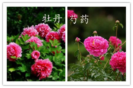 辨別方法四：看花開(kāi)期