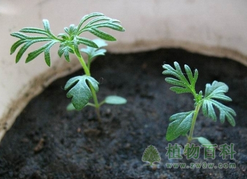 波斯菊播種繁殖