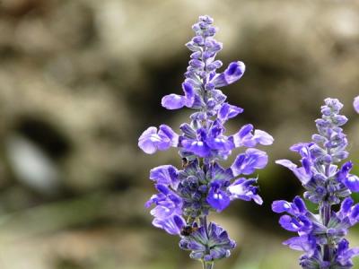 藍(lán)花鼠尾草