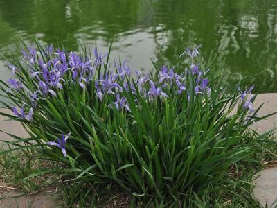 馬蓮花和馬蘭花是同一種花嗎？