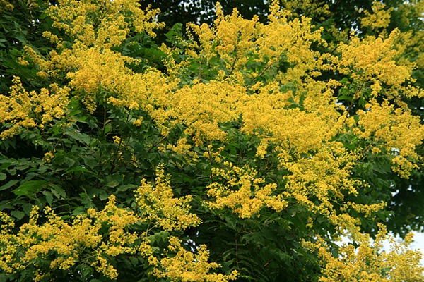 欒樹什么時候開花，花期多久