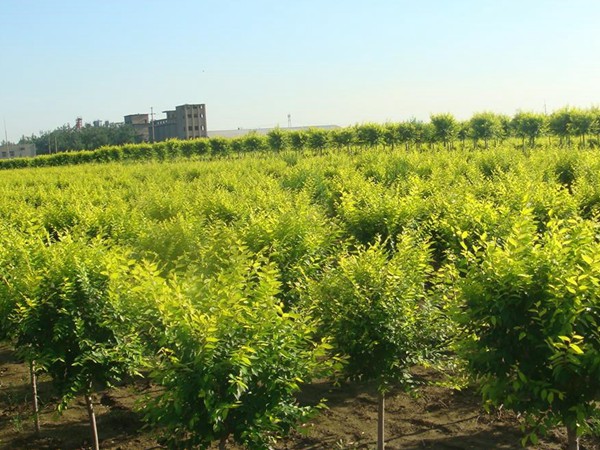 基地直銷金葉榆樹苗，價格多少錢