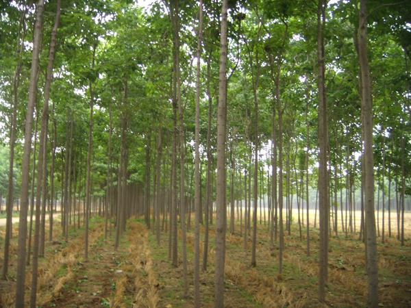 楸樹的種植市場價格多少錢