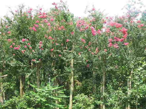 市場中香花槐樹苗價格多少