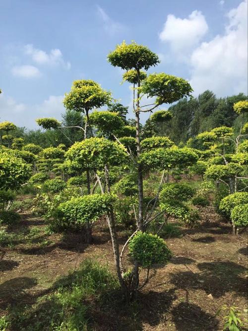 造型金葉榆