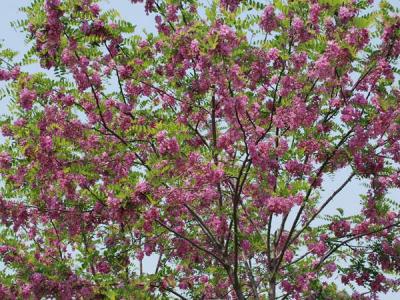 嫁接香花槐基地在哪里？