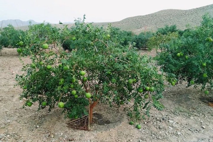 文冠果種子價格及種植方法