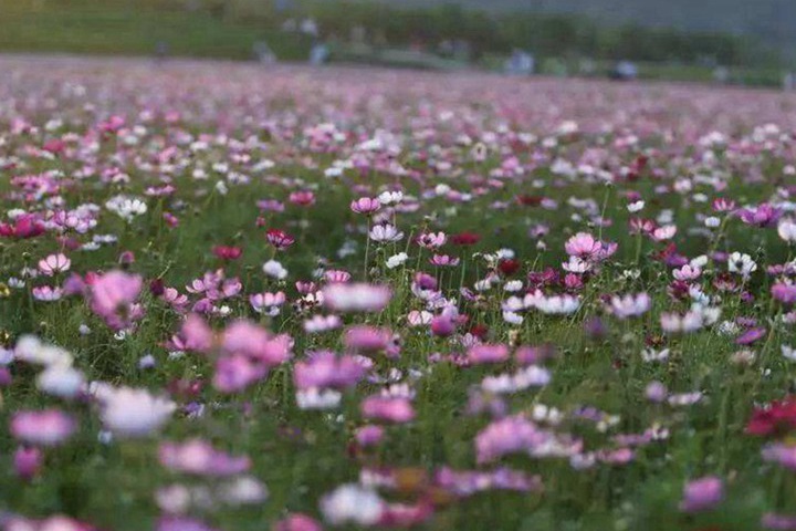 馬鞭草