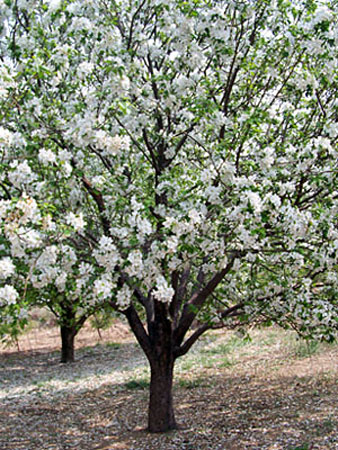 八棱海棠花期多久，幾月份開(kāi)花