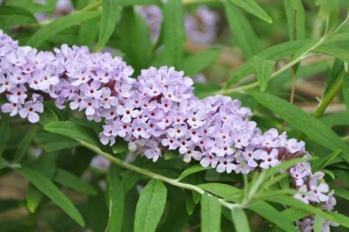 醉魚草花期是幾月，花期有多長