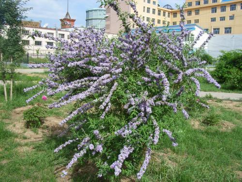 醉魚草花期是幾月，花期有多長