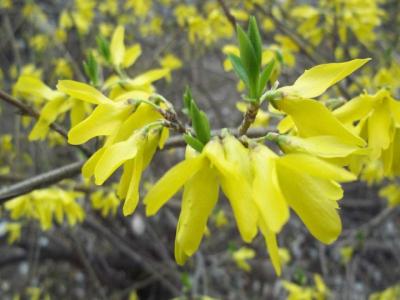 如何區(qū)分金鐘連翹花和迎春花