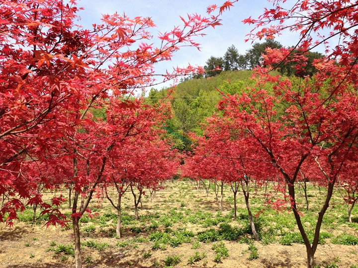 紅楓樹