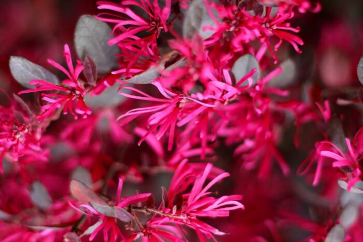 紅花檵木好養活嗎,紅花檵木幾月份可以移栽