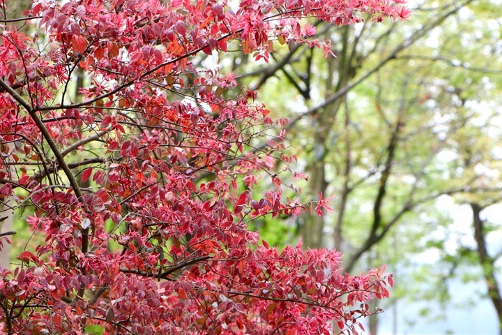 紅花檵木好養活嗎,紅花檵木幾月份可以移栽