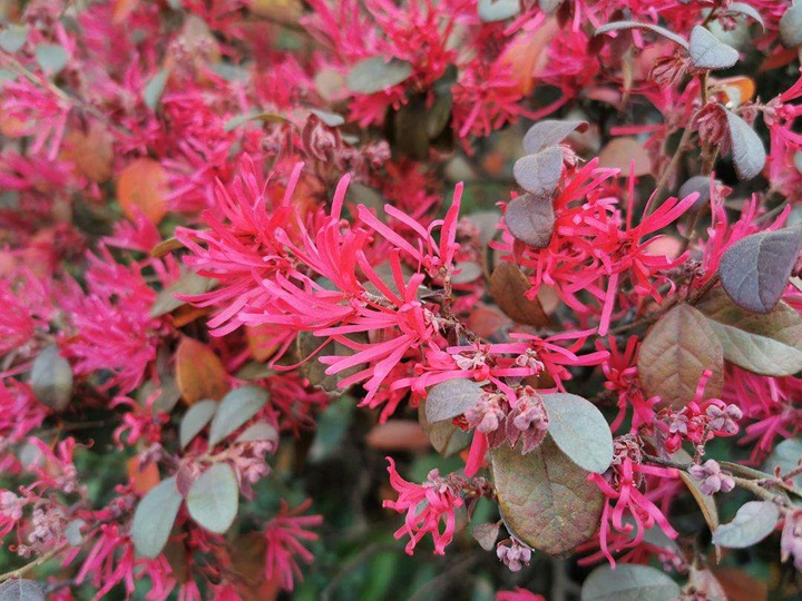 紅花檵木好養活嗎,紅花檵木幾月份可以移栽