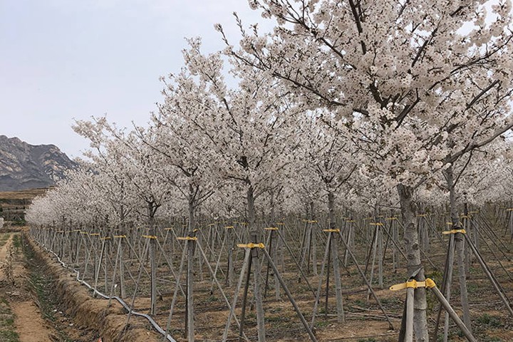 櫻花樹(shù)