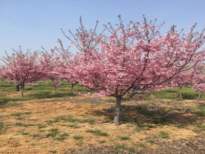 櫻花樹苗幾年才能開花？花期在什么時候？