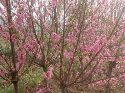 青葉碧桃開什么花？什么時候開花？