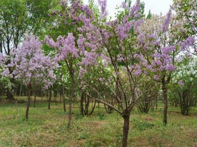 丁香樹移栽注意事項和養護