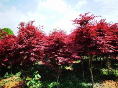 中國紅楓和日本紅楓區別