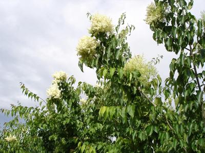 暴馬丁香和紫丁香的區別