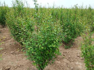 重瓣榆葉梅種植間距